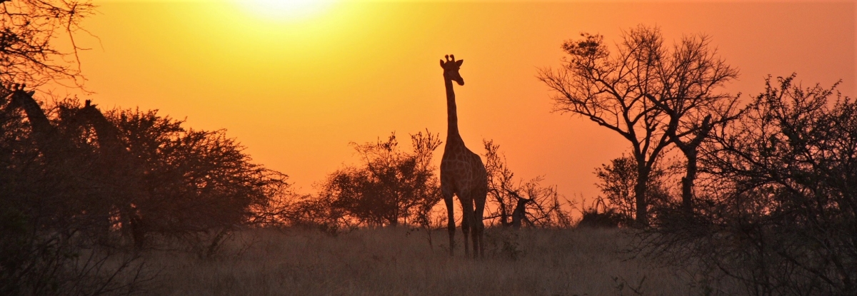Giraffen zum Sonnenaufgang im Krueger Nationalpark (seashwill / Pixabay)  Public Domain 
Información sobre la licencia en 'Verificación de las fuentes de la imagen'